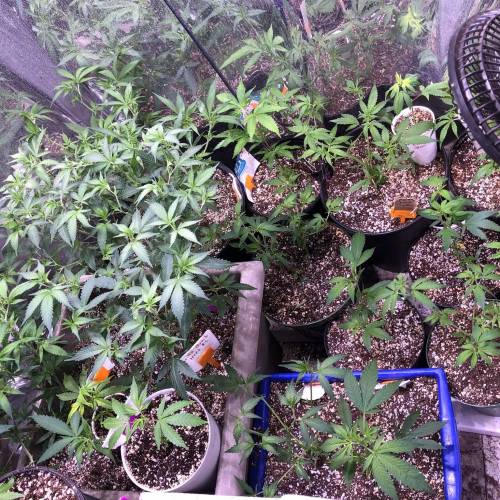 Hawaiian Puff Clone 2020 (I). Week 5