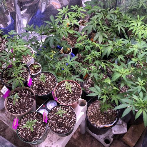 Hawaiian Puff Clone 2020 (I). Week 6