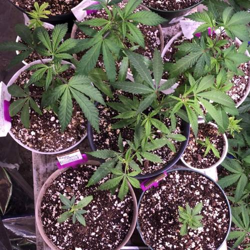 Hawaiian Puff Clone 2020 (I). Week 6