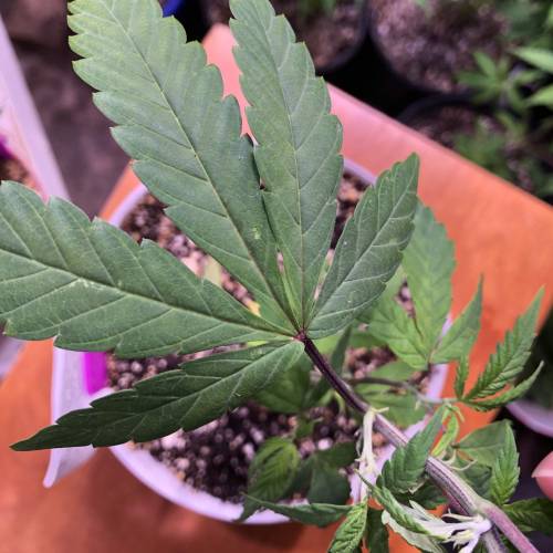 Hawaiian Puff Clone 2020 (I). Week 7