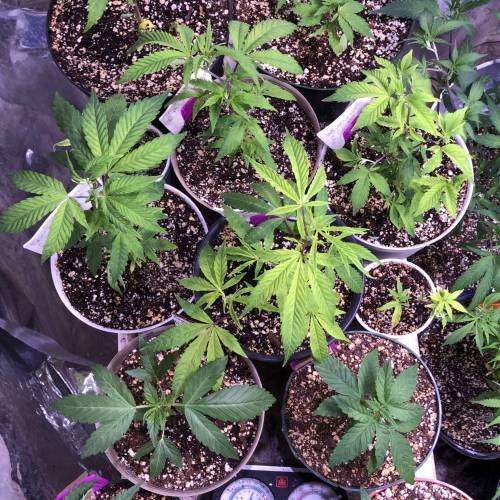 Hawaiian Puff Clone 2020 (I). Week 7