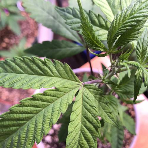 Hawaiian Puff Clone 2020 (I). Week 7