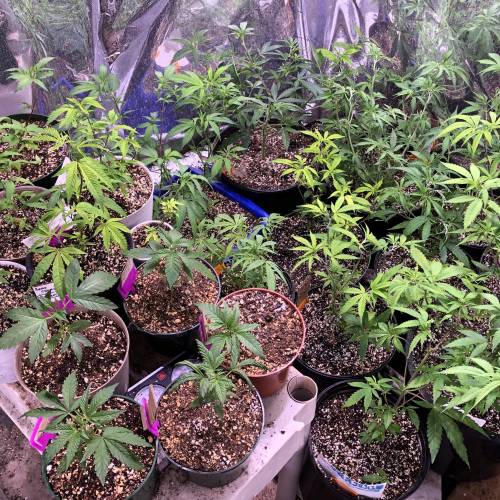 Hawaiian Puff Clone 2020 (I). Week 7