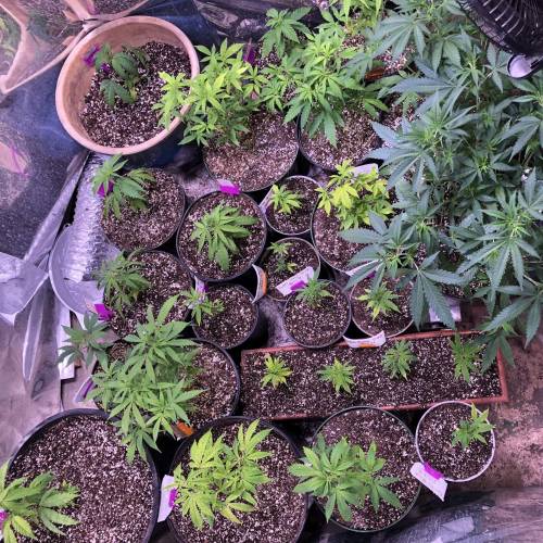 Hawaiian Puff Clone 2020 (I). Week 8