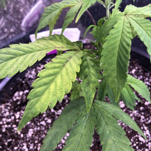 Hawaiian Puff Clone 2020 (I). Week 8