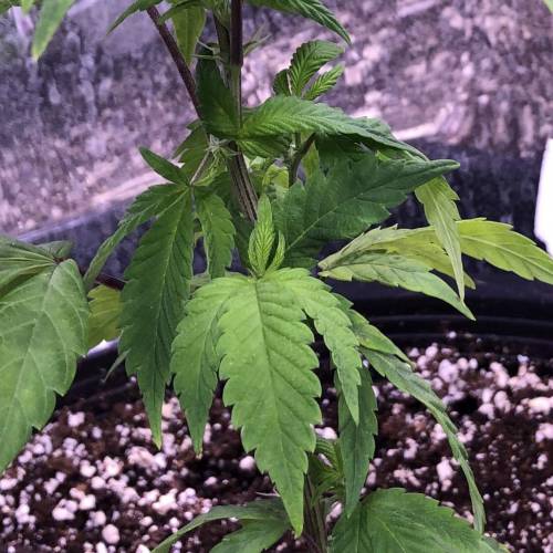 Hawaiian Puff Clone 2020 (I). Week 8