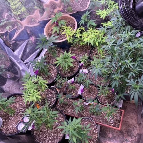 Hawaiian Puff Clone 2020 (I). Week 9