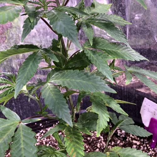 Hawaiian Puff Clone 2020 (I). Week 9