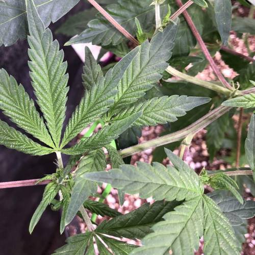 Hawaiian Puff Clone 2020 (I). Week 10