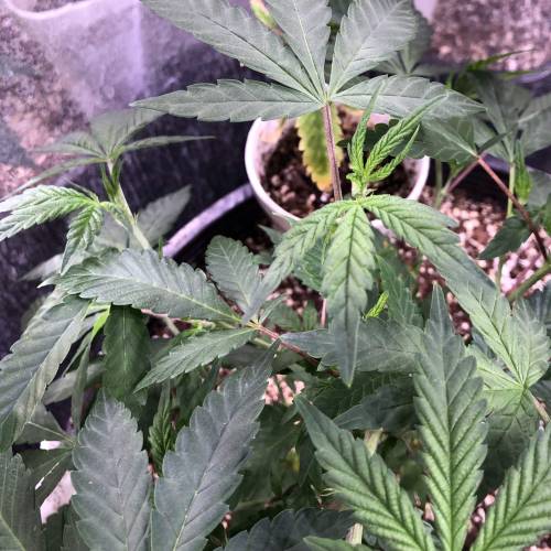 Hawaiian Puff Clone 2020 (I). Week 10