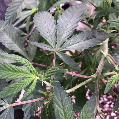 Hawaiian Puff Clone 2020 (I). Week 10