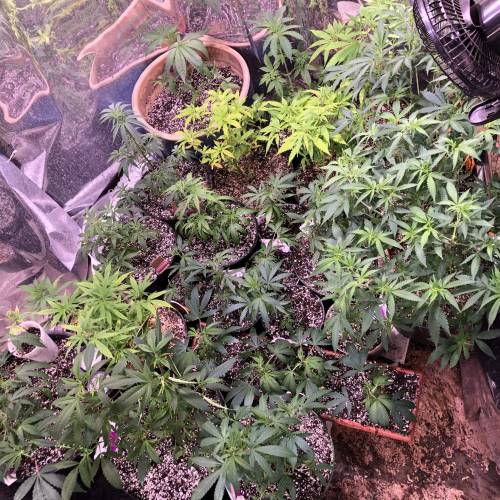 Hawaiian Puff Clone 2020 (I). Week 10