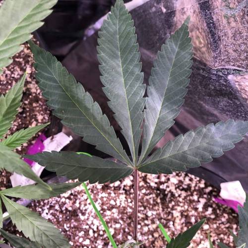 Hawaiian Puff Clone 2020 (I). Week 10