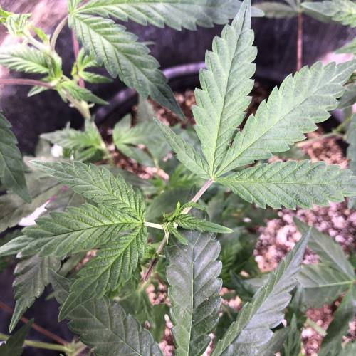 Hawaiian Puff Clone 2020 (I). Week 11