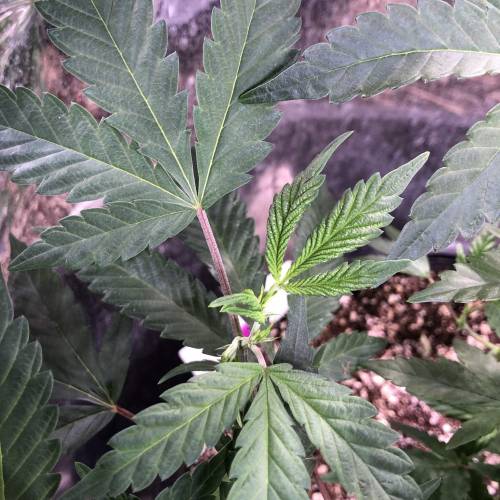 Hawaiian Puff Clone 2020 (I). Week 11