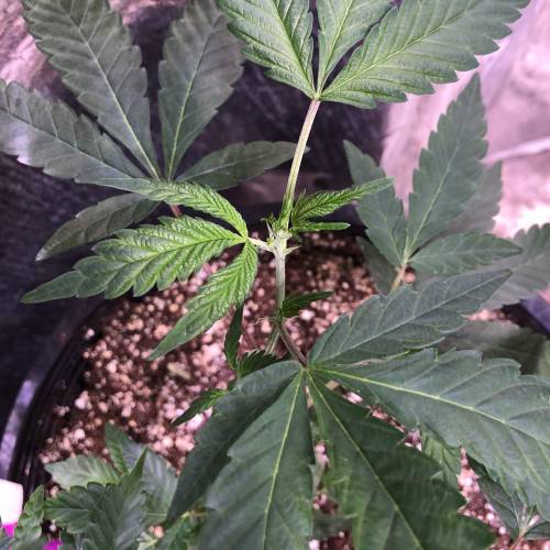 Hawaiian Puff Clone 2020 (I). Week 11