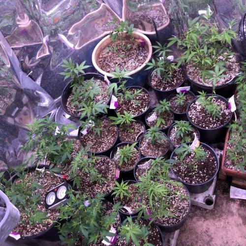 Hawaiian Puff Clone 2020 (I). Week 11