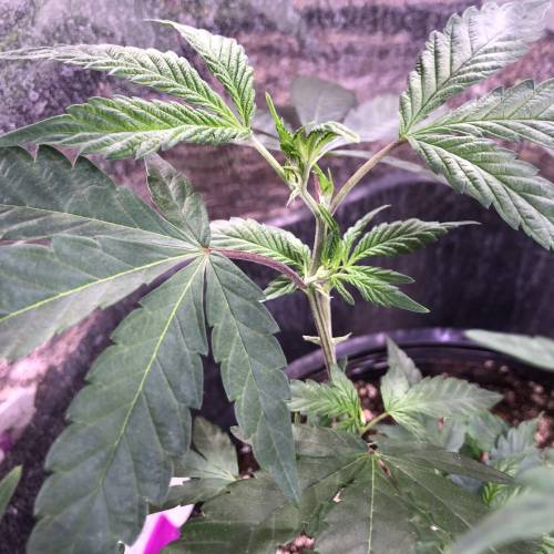 Hawaiian Puff Clone 2020 (I). Week 11