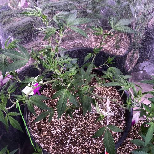 Hawaiian Puff Clone 2020 (I). Week 11