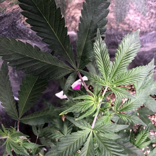 Hawaiian Puff Clone 2020 (I). Week 12