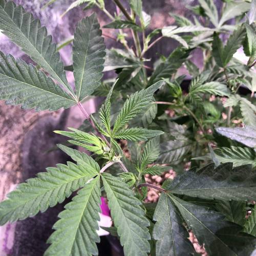 Hawaiian Puff Clone 2020 (I). Week 12