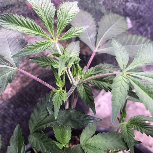 Hawaiian Puff Clone 2020 (I). Week 12