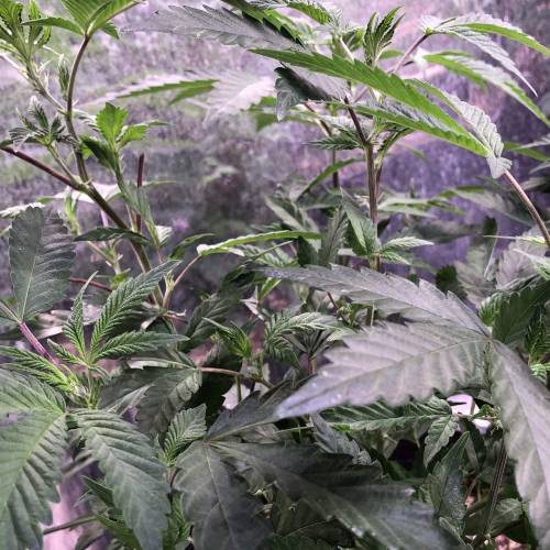 Hawaiian Puff Clone 2020 (I). Week 12