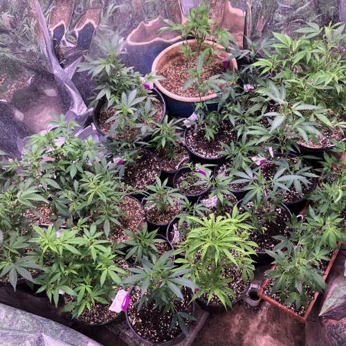 Hawaiian Puff Clone 2020 (I). Week 12