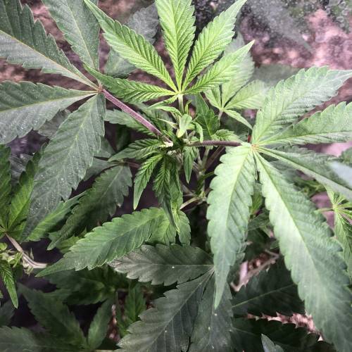 Hawaiian Puff Clone 2020 (I). Week 13