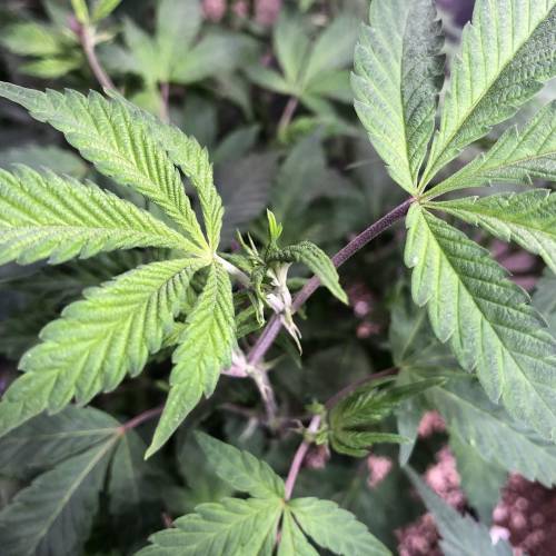 Hawaiian Puff Clone 2020 (I). Week 13