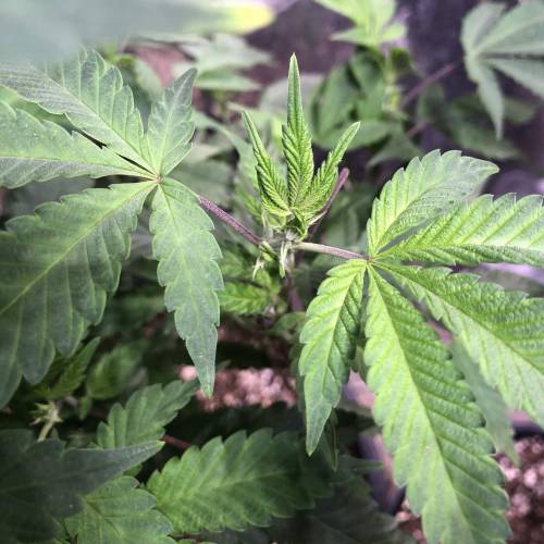 Hawaiian Puff Clone 2020 (I). Week 13