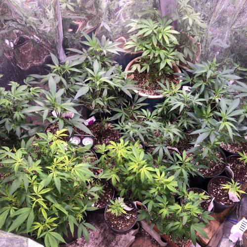 Hawaiian Puff Clone 2020 (I). Week 13