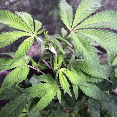 Hawaiian Puff Clone 2020 (I). Week 14