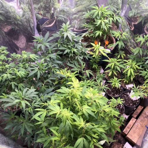 Hawaiian Puff Clone 2020 (I). Week 14