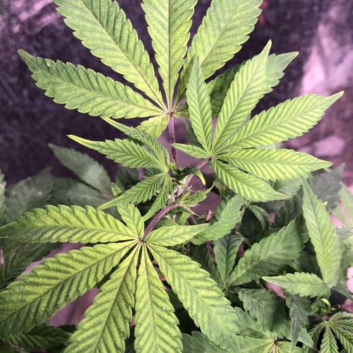 Hawaiian Puff Clone 2020 (I). Week 15