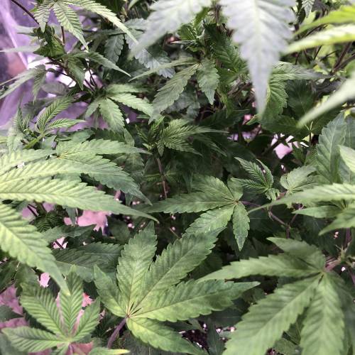 Hawaiian Puff Clone 2020 (I). Week 15