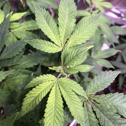 Hawaiian Puff Clone 2020 (I). Week 15