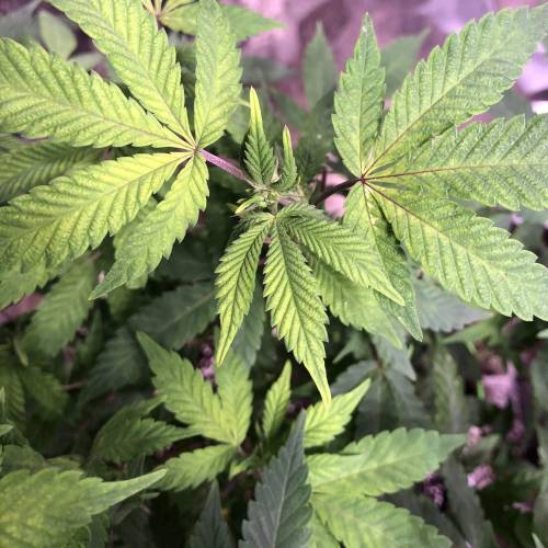 Hawaiian Puff Clone 2020 (I). Week 15