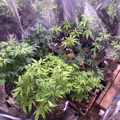 Hawaiian Puff Clone 2020 (I). Week 15