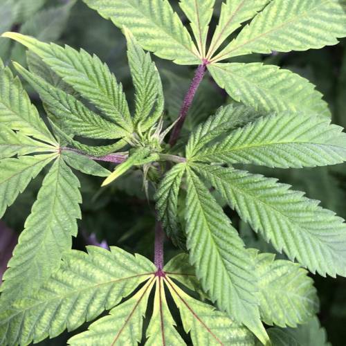 Hawaiian Puff Clone 2020 (I). Week 16