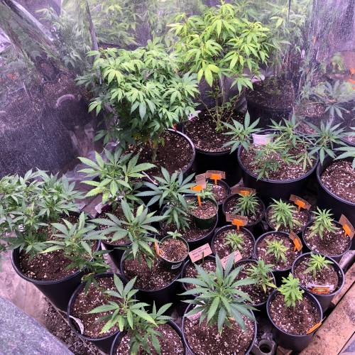 Hawaiian Puff Clone 2020 (I). Week 16