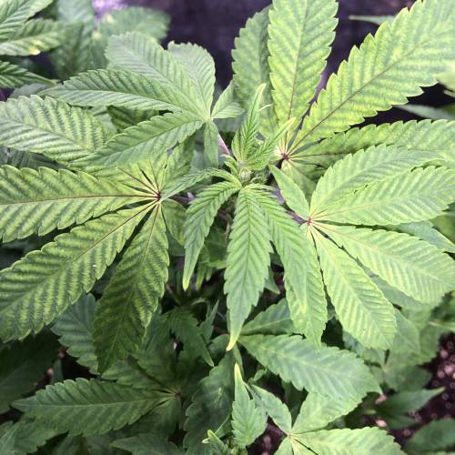 Hawaiian Puff Clone 2020 (I). Week 16