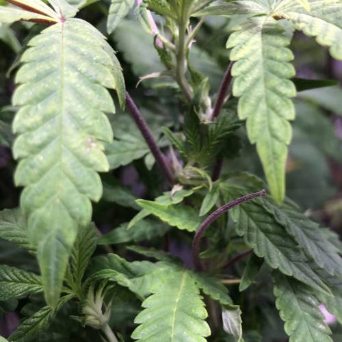 Hawaiian Puff Clone 2020 (I). Week 16