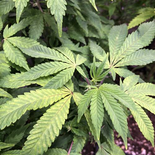 Hawaiian Puff Clone 2020 (I). Week 17