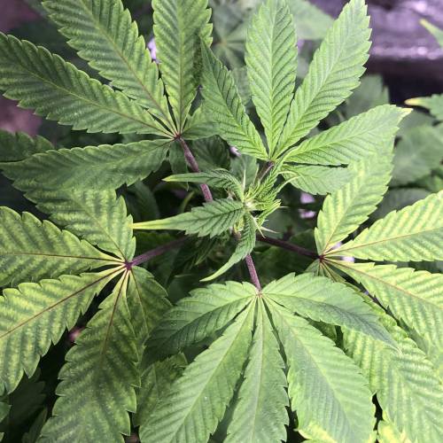 Hawaiian Puff Clone 2020 (I). Week 17