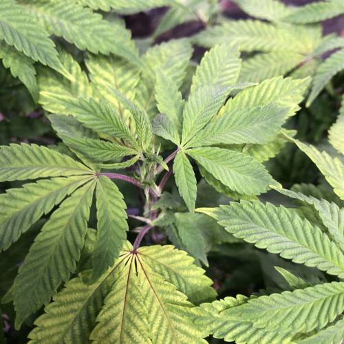 Hawaiian Puff Clone 2020 (I). Week 17