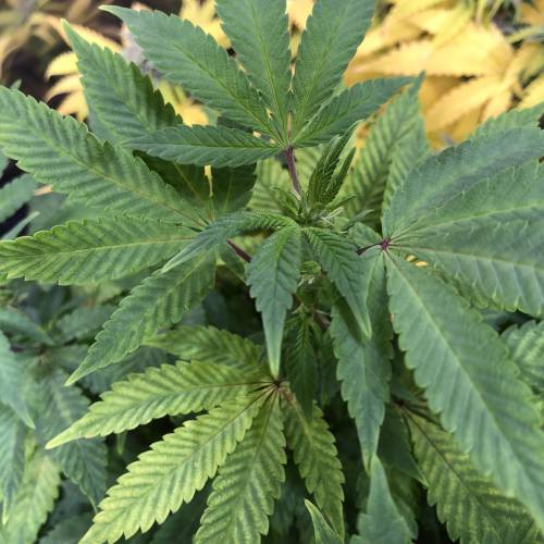 Hawaiian Puff Clone 2020 (I). Week 18