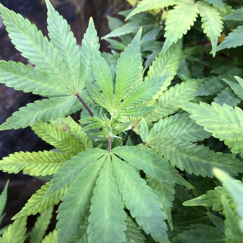 Hawaiian Puff Clone 2020 (I). Week 18