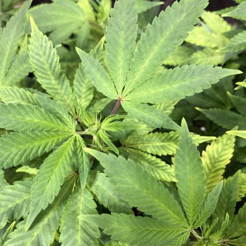 Hawaiian Puff Clone 2020 (I). Week 18