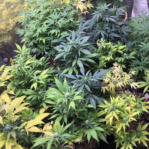 Hawaiian Puff Clone 2020 (I). Week 18